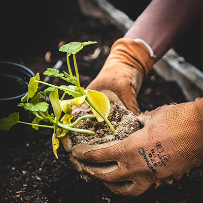 Garden Giveaways